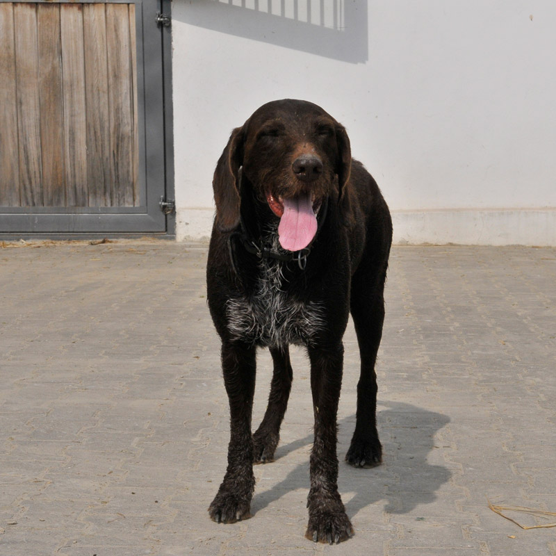 Der Hofhund