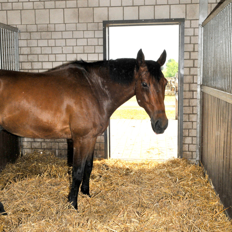 Pferd in der Box