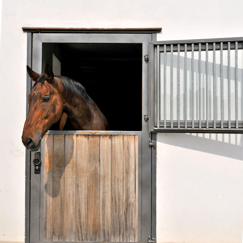 Pferd in der Box mit Außentür