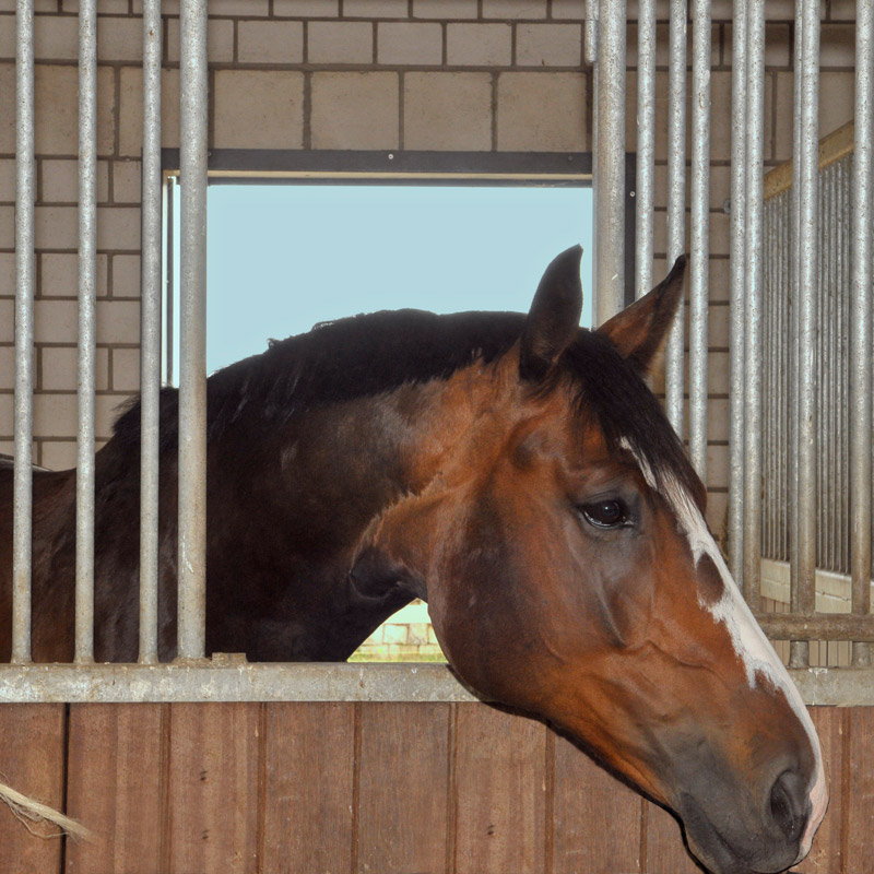 Pferd in der Box