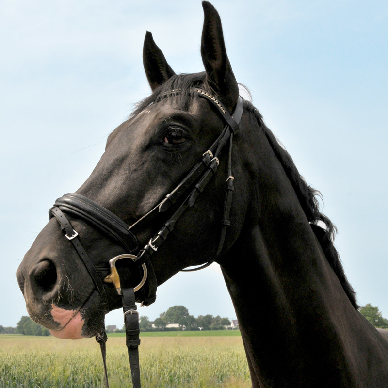 Pferd