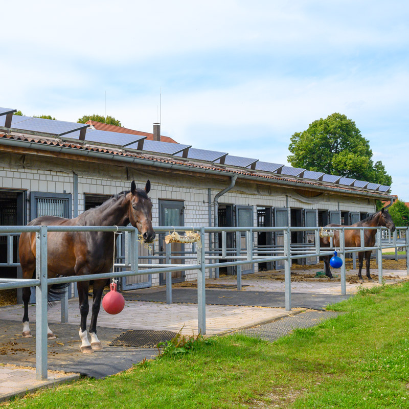 Boxen mit Paddocks