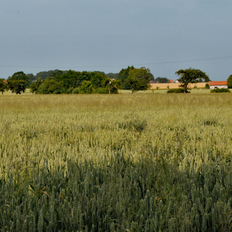 Landwirtschaftliche Fläche